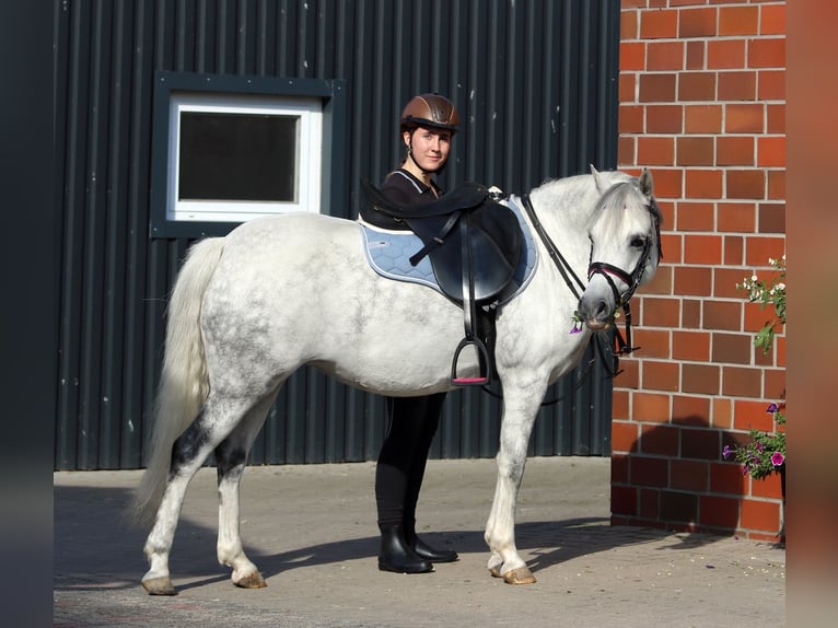 Welsh-B Stute 7 Jahre 136 cm Apfelschimmel in Wildeshausen