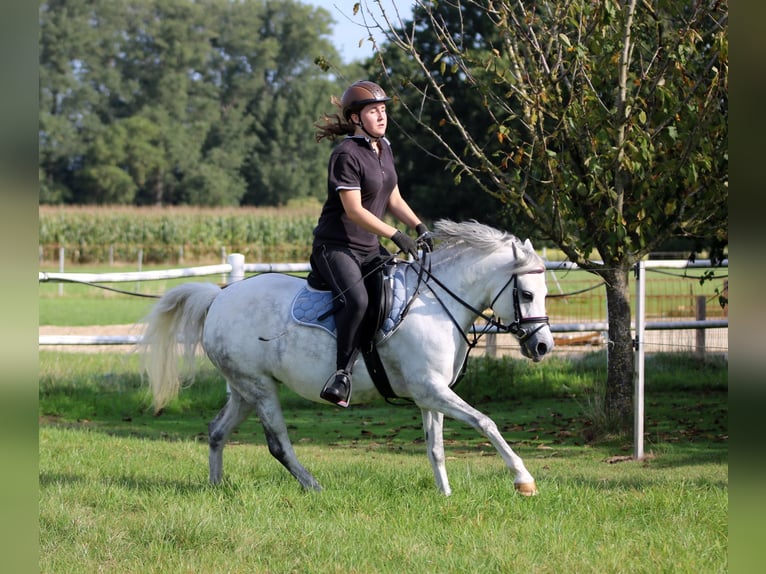 Welsh-B Stute 7 Jahre 136 cm Apfelschimmel in Wildeshausen