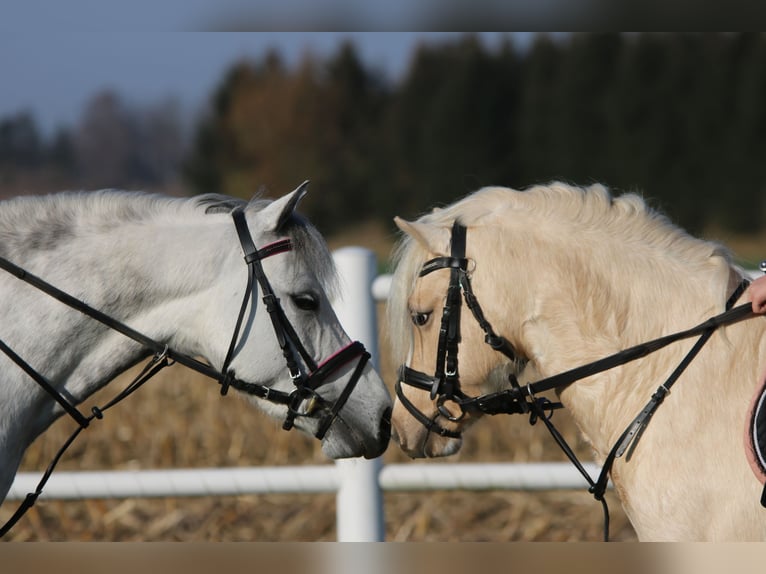 Welsh-B Stute 7 Jahre 136 cm Apfelschimmel in Wildeshausen