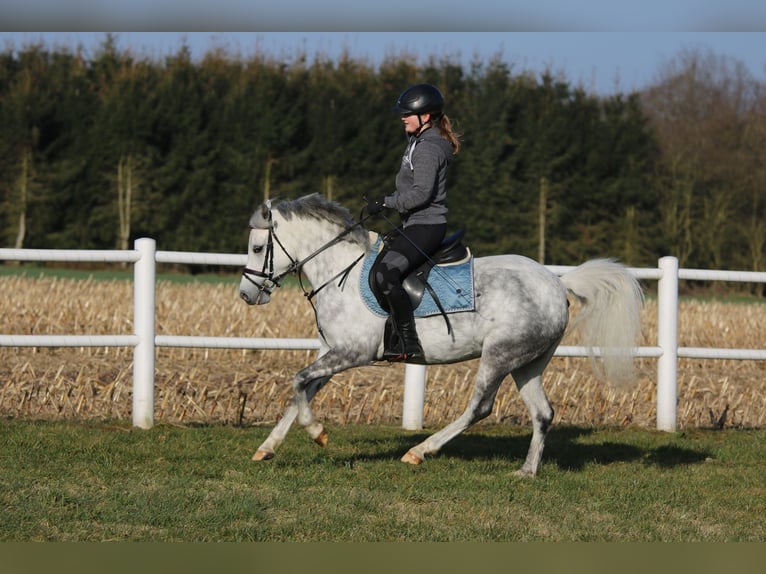 Welsh-B Stute 7 Jahre 136 cm Apfelschimmel in Wildeshausen