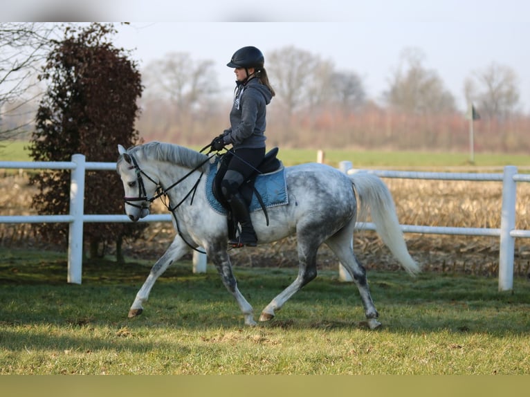 Welsh-B Stute 7 Jahre 136 cm Apfelschimmel in Wildeshausen