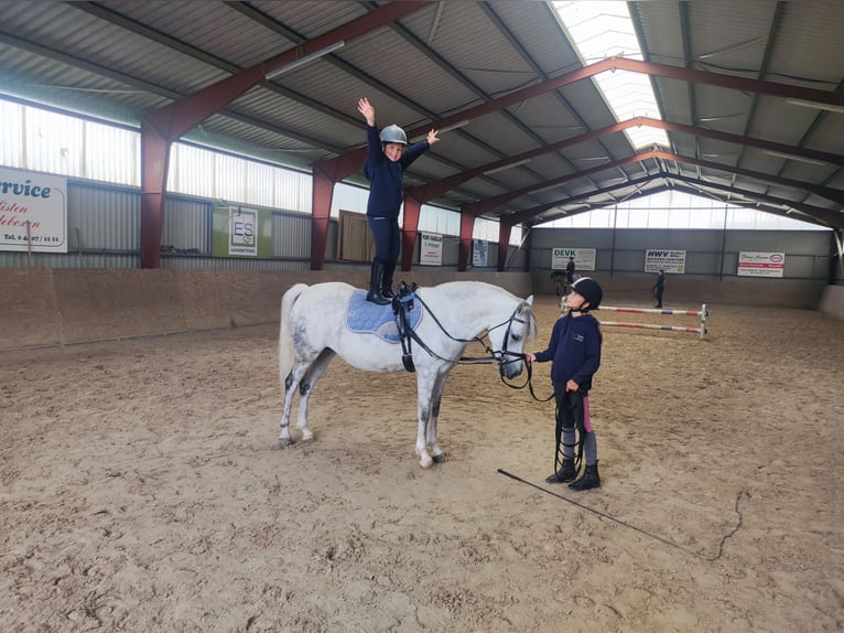 Welsh-B Stute 7 Jahre 136 cm Apfelschimmel in Wildeshausen
