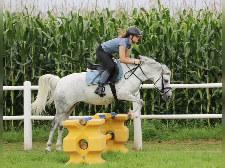 Welsh-B Stute 7 Jahre 136 cm Apfelschimmel in Wildeshausen