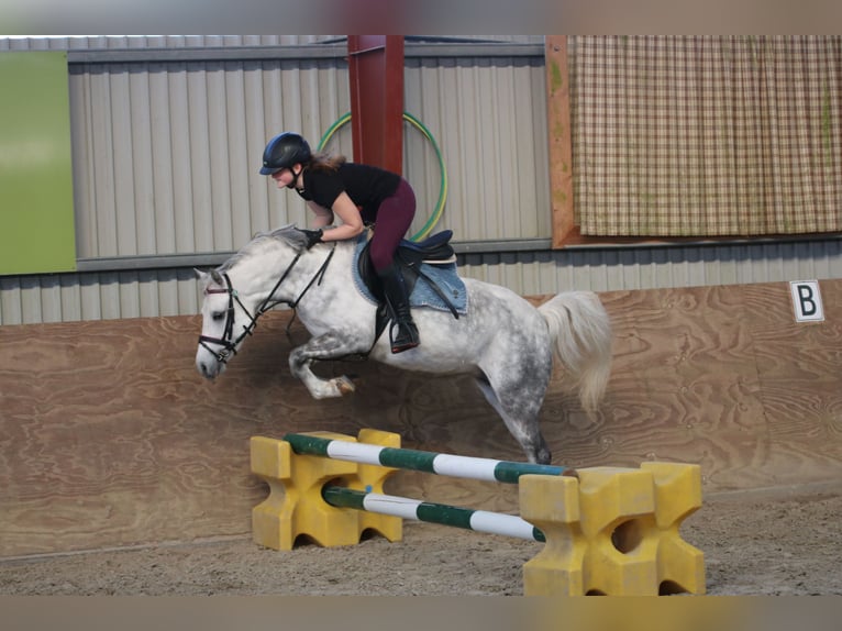 Welsh-B Stute 7 Jahre 136 cm Apfelschimmel in Wildeshausen
