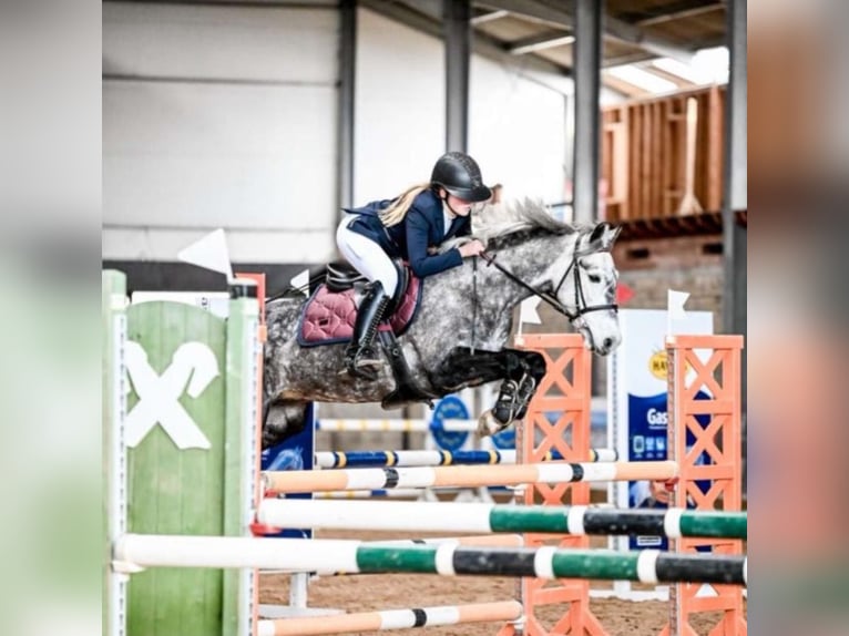 Welsh-B Mix Stute 7 Jahre 142 cm Apfelschimmel in Pi&#x146;&#x137;i, M&#x101;rupes novads