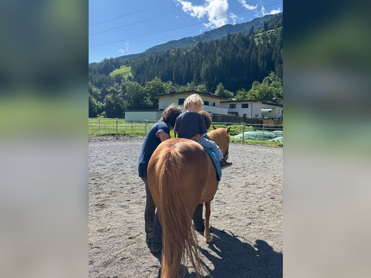 Welsh-B Mix Stute 8 Jahre 120 cm Fuchs in Landeck