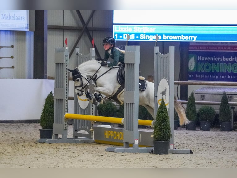 Welsh-B Stute 8 Jahre 121 cm Apfelschimmel in Nieuw-Buinen