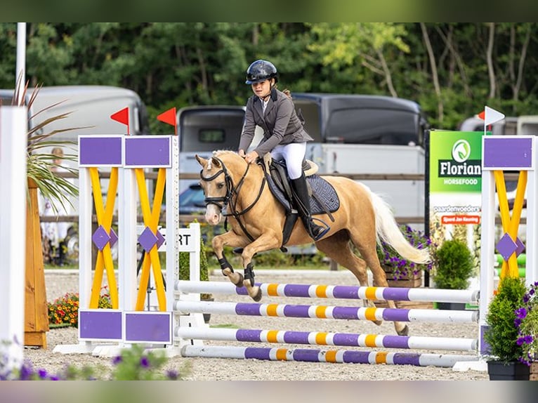 Welsh-B Stute 8 Jahre 127 cm Palomino in Heerenveen