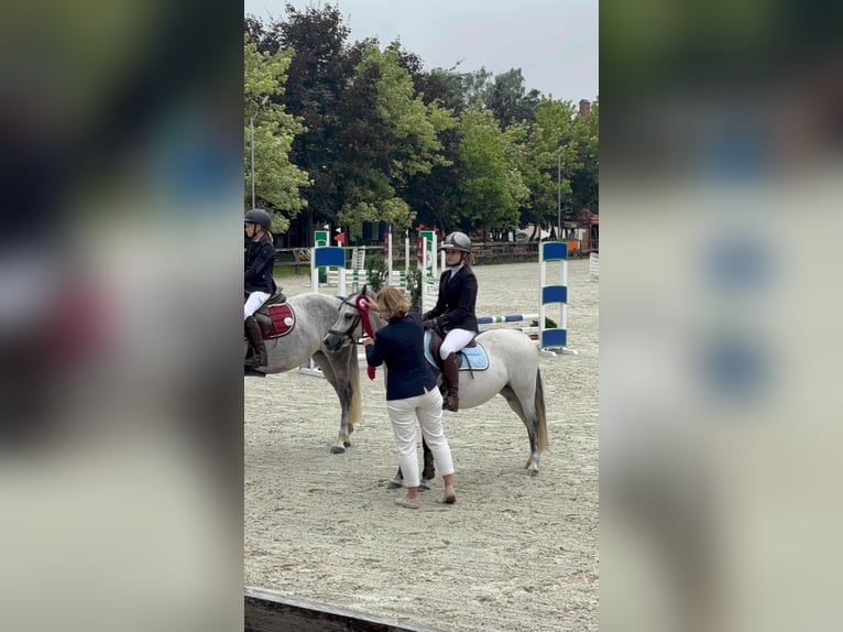 Welsh-B Stute 8 Jahre 127 cm Schimmel in Żnin