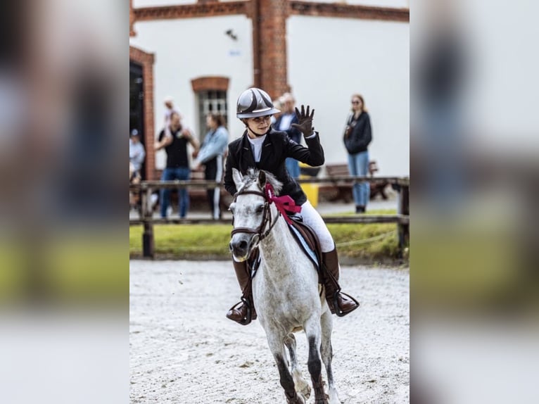 Welsh-B Stute 8 Jahre 127 cm Schimmel in Żnin