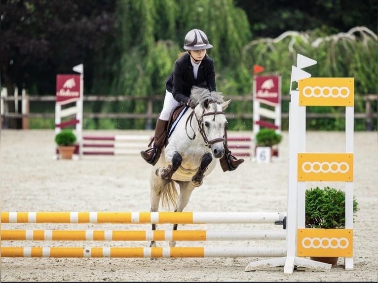 Welsh-B Stute 8 Jahre 127 cm Schimmel in Żnin