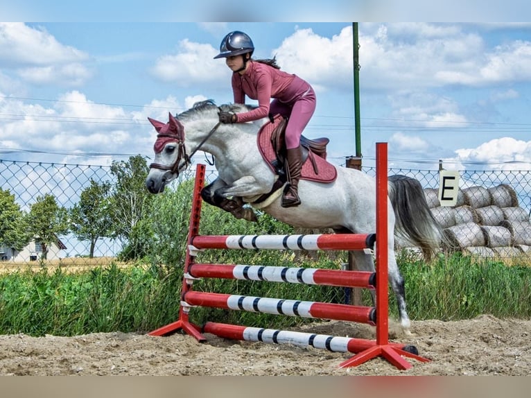 Welsh-B Stute 8 Jahre 127 cm Schimmel in Żnin