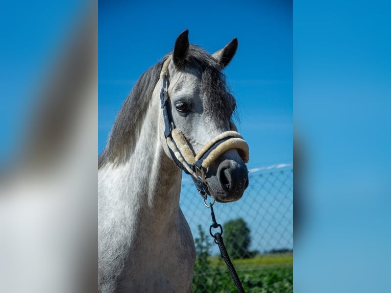 Welsh-B Stute 8 Jahre 127 cm Schimmel in Żnin