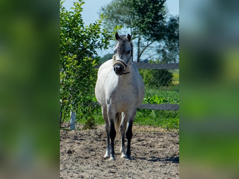 Welsh-B Stute 8 Jahre 127 cm Schimmel in Żnin