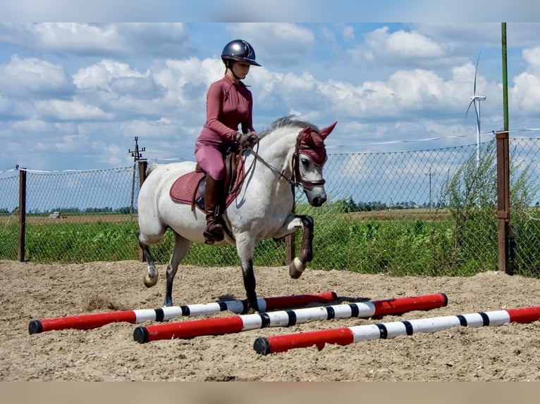Welsh-B Stute 8 Jahre 127 cm Schimmel in Żnin
