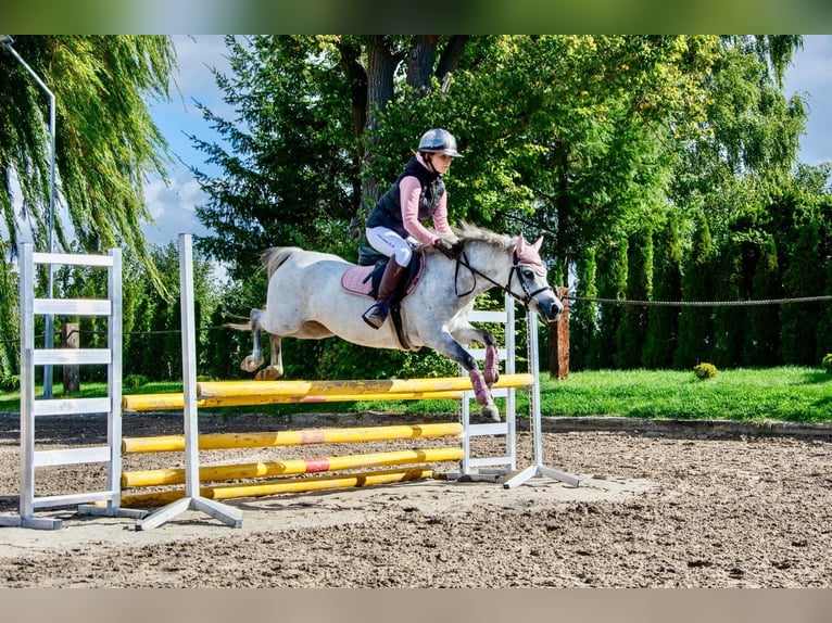 Welsh-B Stute 8 Jahre 127 cm Schimmel in Żnin