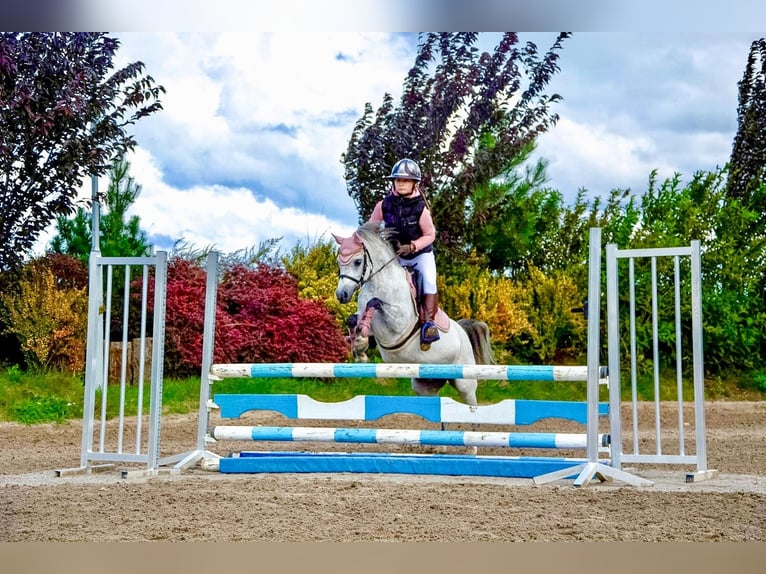 Welsh-B Stute 8 Jahre 127 cm Schimmel in Żnin