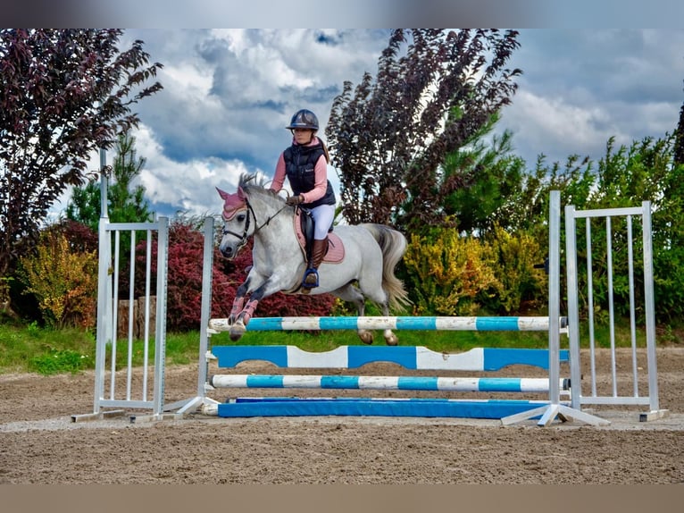 Welsh-B Stute 8 Jahre 127 cm Schimmel in Żnin