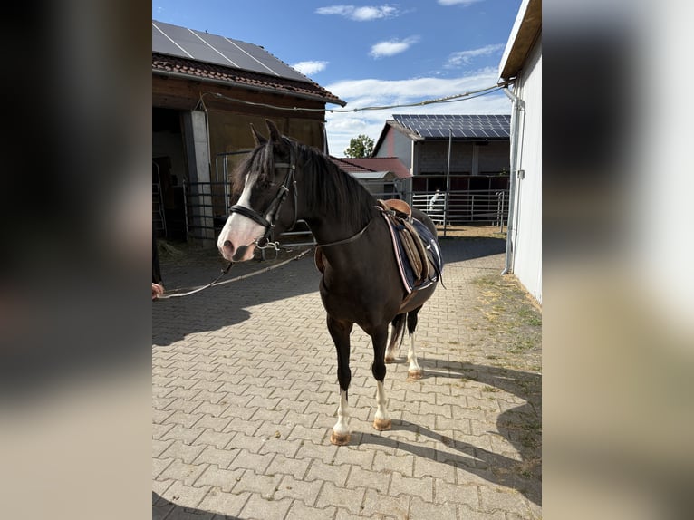 Welsh-B Stute 8 Jahre 127 cm Schwarzbrauner in Frankenhardt