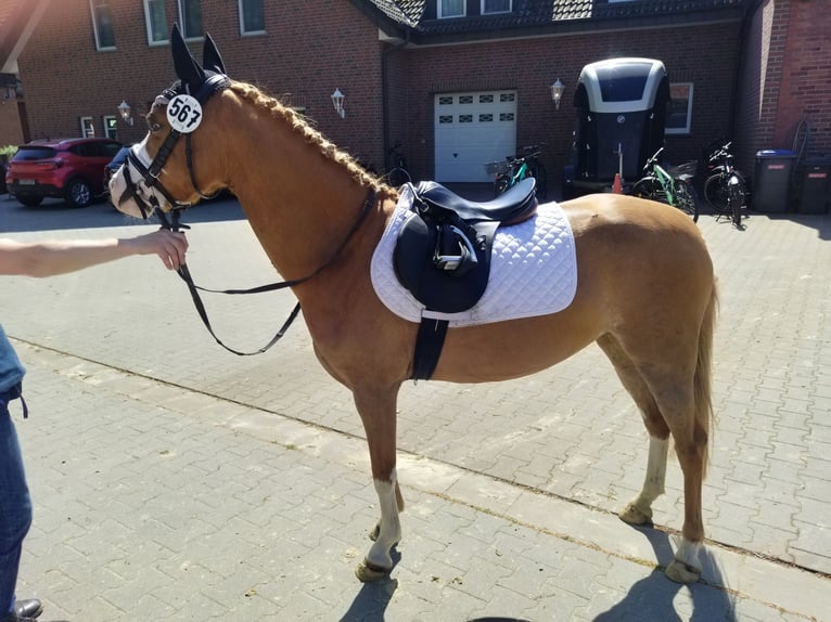 Welsh-B Stute 8 Jahre 134 cm Fuchs in Rheine
