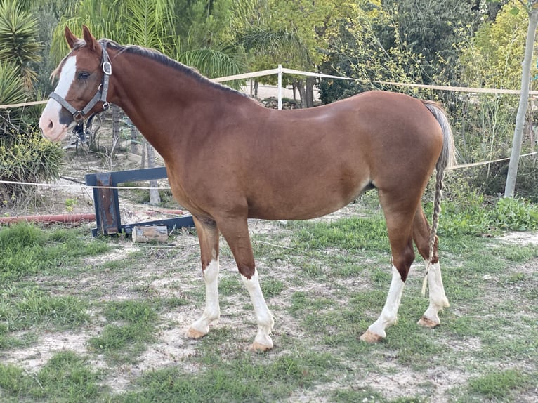 Welsh-B Stute 8 Jahre 134 cm Fuchs in Cometa, La (Calpe) (Urbanizacion)