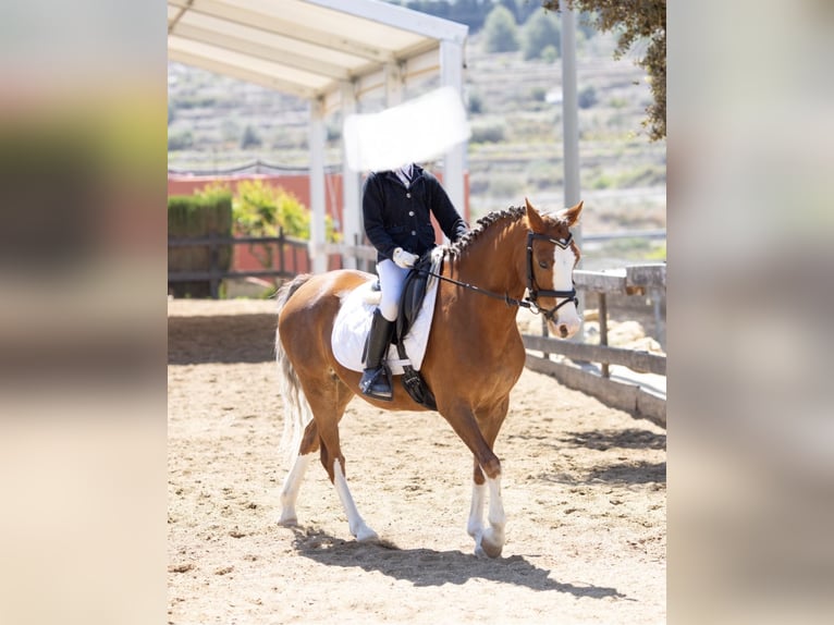 Welsh-B Stute 8 Jahre 134 cm Fuchs in Cometa, La (Calpe) (Urbanizacion)