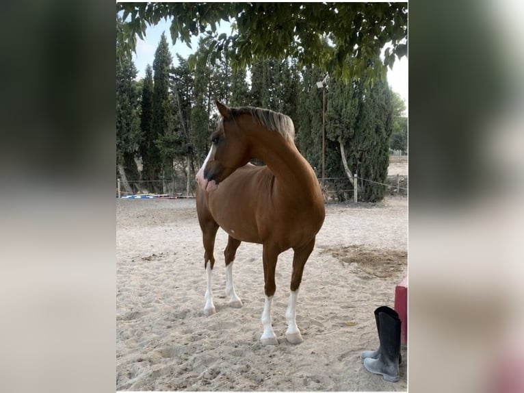 Welsh-B Stute 8 Jahre 134 cm Fuchs in Calpe