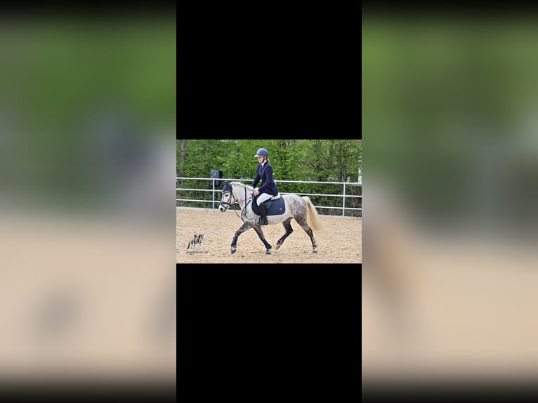 Welsh-B Mix Stute 8 Jahre 135 cm Schimmel in Maisach