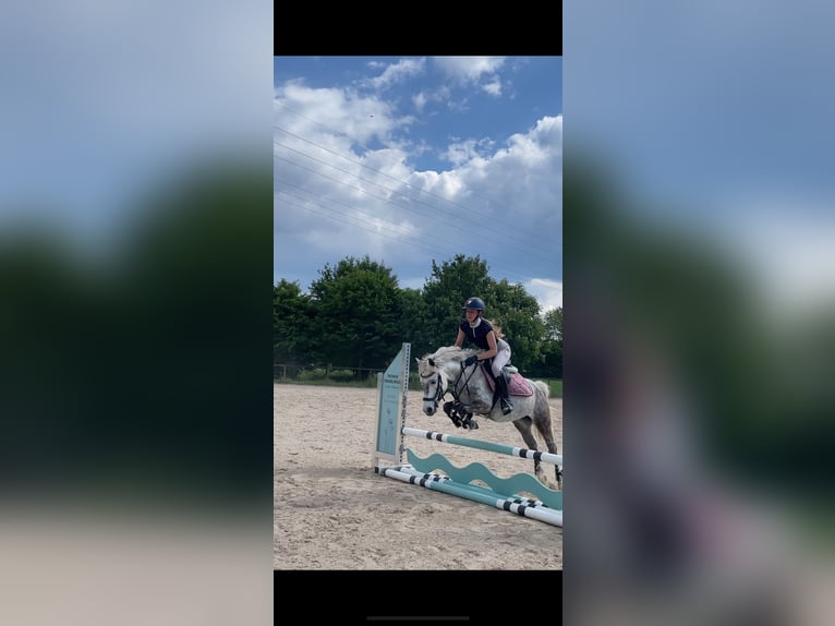 Welsh-B Stute 8 Jahre 135 cm Schimmel in Maisach