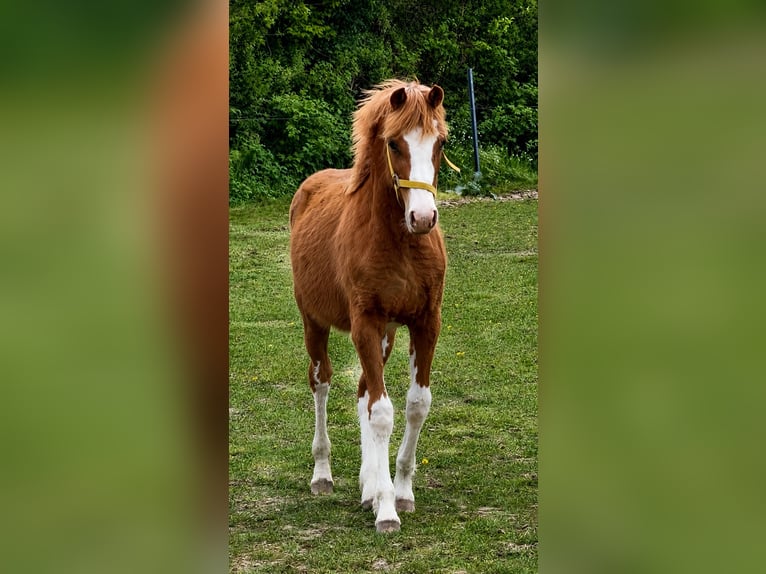 Welsh-B Stute 8 Jahre 145 cm Fuchs in BovenauBovenau