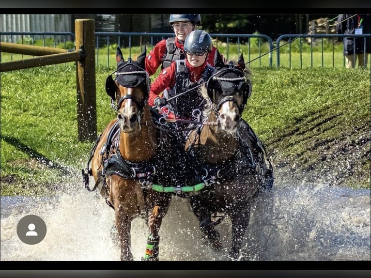Welsh-B Stute 8 Jahre 145 cm Fuchs in BovenauBovenau