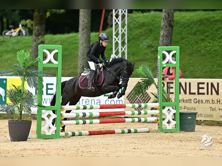 Welsh-B Stute 9 Jahre 125 cm Rappe in Eidenberg