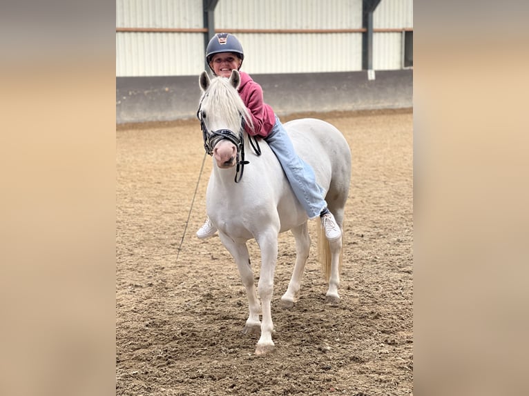 Welsh-B Stute 9 Jahre 125 cm Schimmel in Zwartewaal
