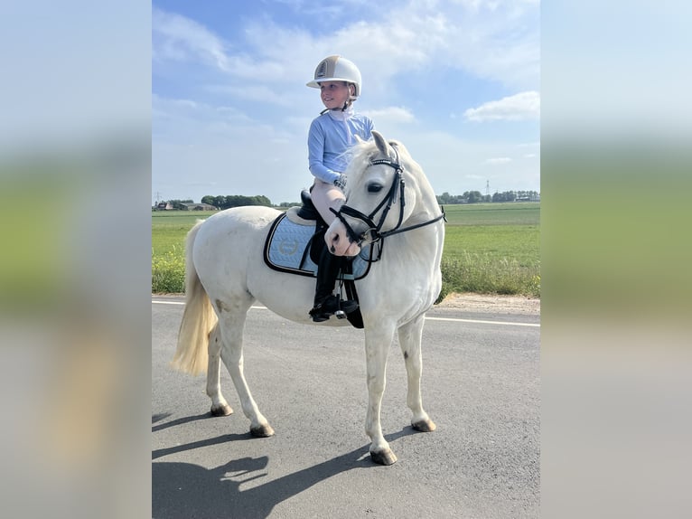 Welsh-B Stute 9 Jahre 125 cm Schimmel in Zwartewaal