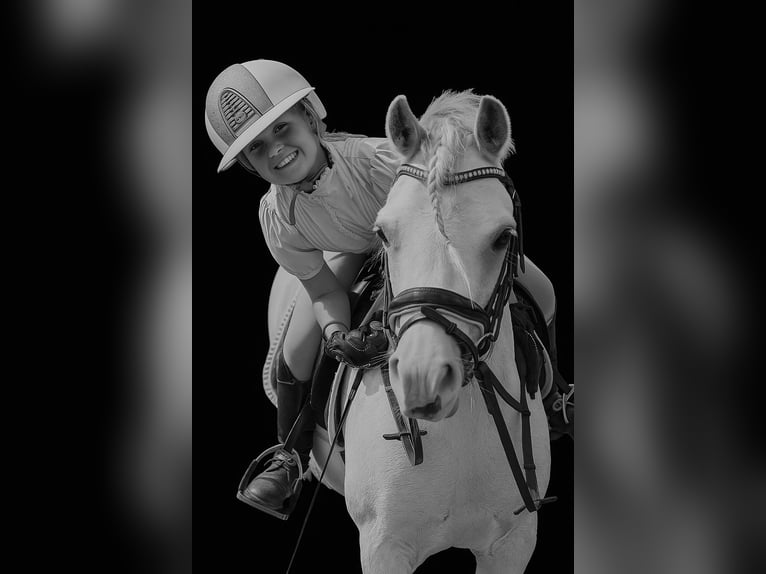 Welsh-B Stute 9 Jahre 125 cm Schimmel in Zwartewaal
