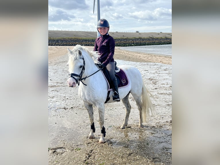 Welsh-B Stute 9 Jahre 125 cm Schimmel in Zwartewaal