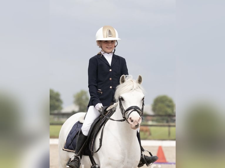 Welsh-B Stute 9 Jahre 125 cm Schimmel in Zwartewaal