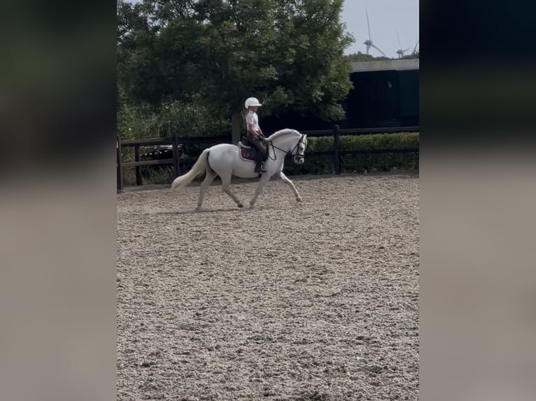 Welsh-B Stute 9 Jahre 125 cm Schimmel in Zwartewaal