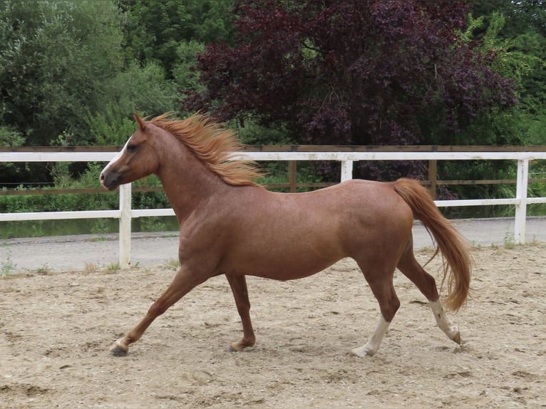 Welsh-B Stute 9 Jahre 127 cm Fuchs in Haigerloch