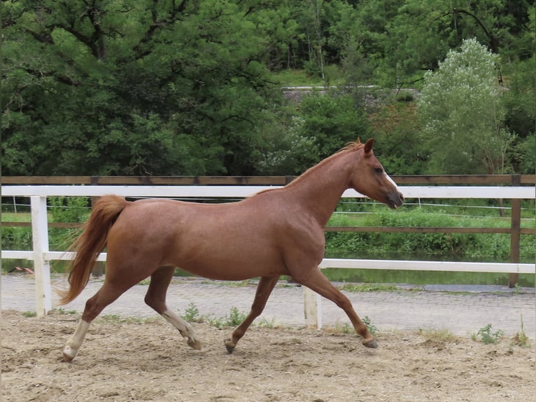 Welsh-B Stute 9 Jahre 127 cm Fuchs in Haigerloch