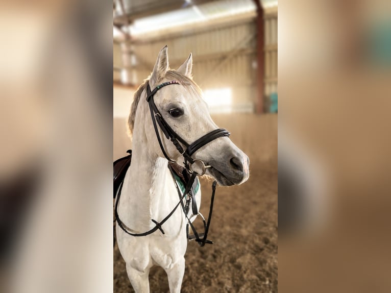 Welsh-B Stute 9 Jahre 127 cm Schimmel in Guntmadingen