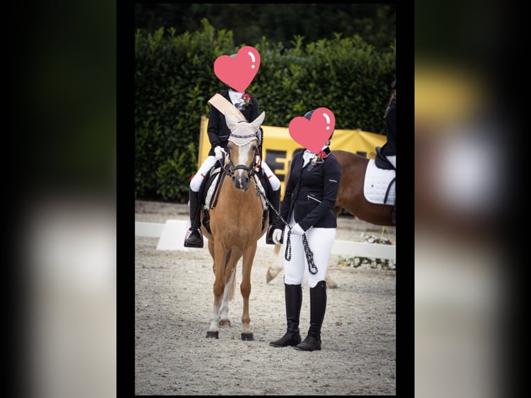 Welsh-B Stute 9 Jahre 130 cm Palomino in Ladbergen