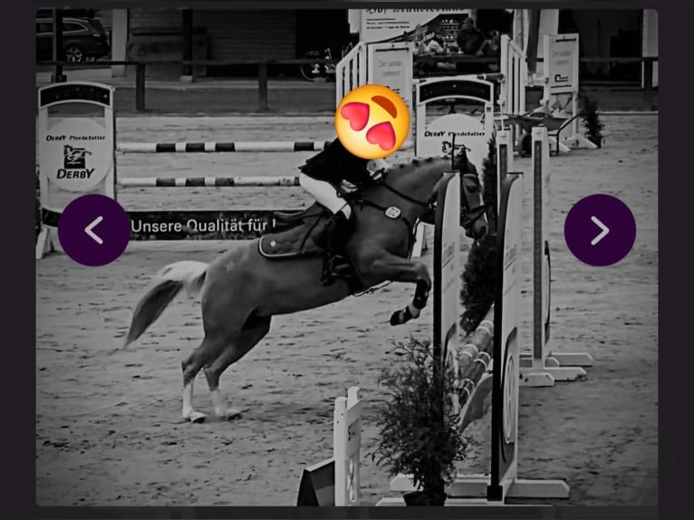 Welsh-B Stute 9 Jahre 130 cm Palomino in Ladbergen