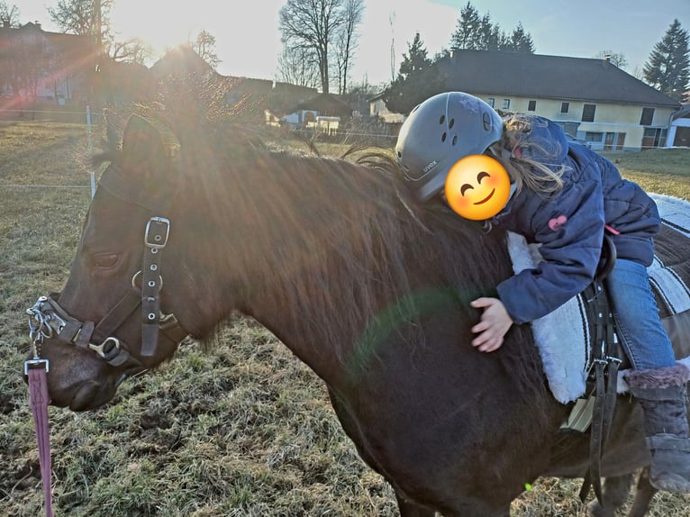 Welsh-B Mix Stute 9 Jahre 135 cm Dunkelbrauner in Timelkam