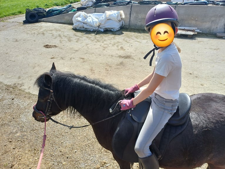 Welsh-B Mix Stute 9 Jahre 135 cm Dunkelbrauner in Timelkam
