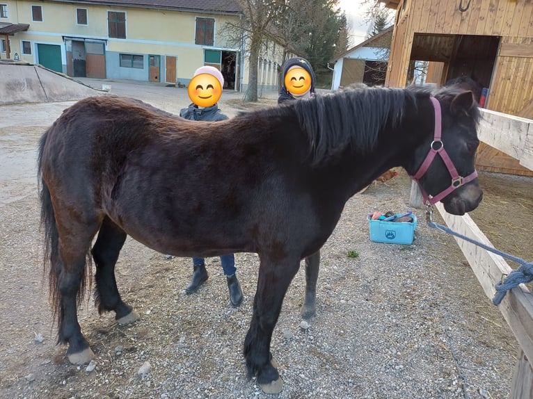 Welsh-B Mix Stute 9 Jahre 135 cm Dunkelbrauner in Timelkam