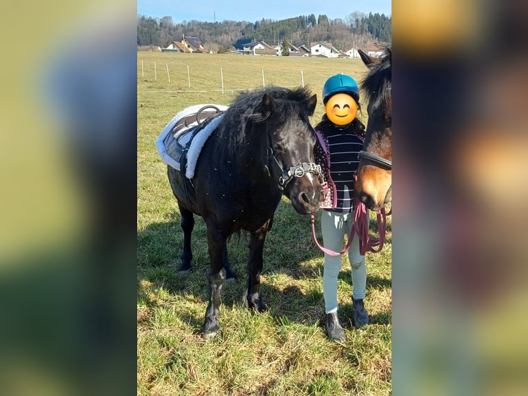 Welsh-B Mix Stute 9 Jahre 135 cm Dunkelbrauner in Timelkam