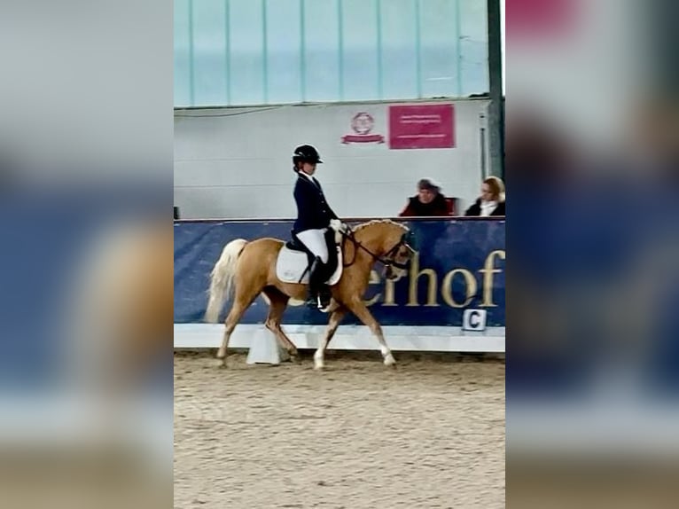 Welsh-B Stute 9 Jahre 135 cm Palomino in M&#xFC;nchen