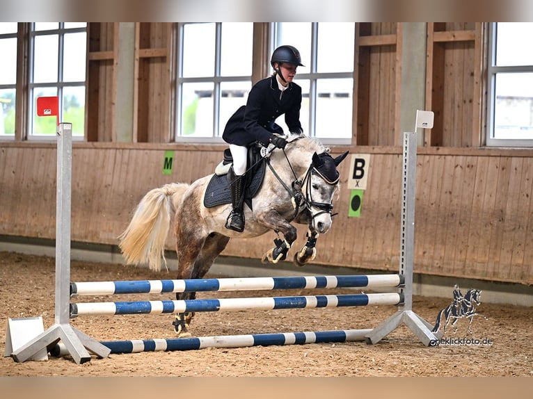 Welsh-B Mix Stute 9 Jahre 135 cm Schimmel in Maisach