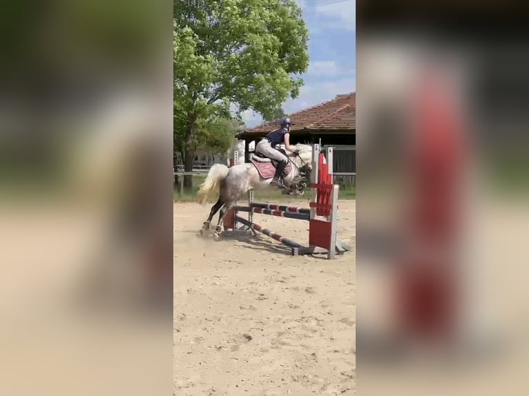 Welsh-B Mix Stute 9 Jahre 135 cm Schimmel in Maisach